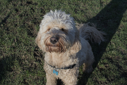 20250409_Dog Park_DSC_0086_.jpg