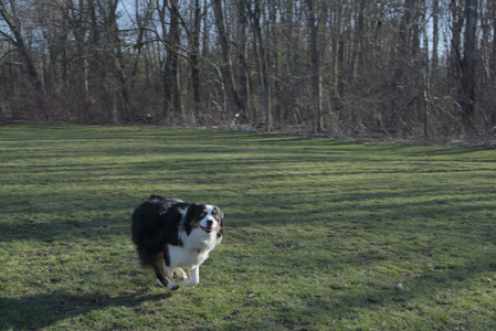 20250409_Dog Park_DSC_0097_.jpg