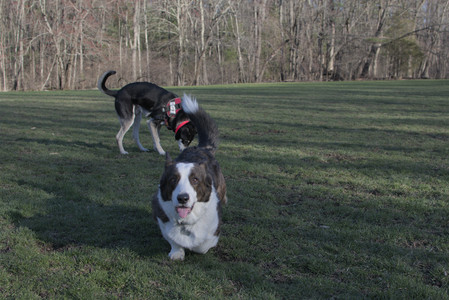 20250409_Dog Park_DSC_0098_.jpg