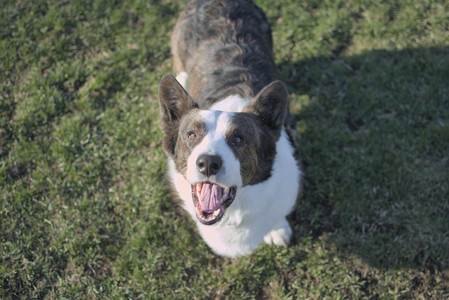 20250409_Dog Park_DSC_0108_.jpg