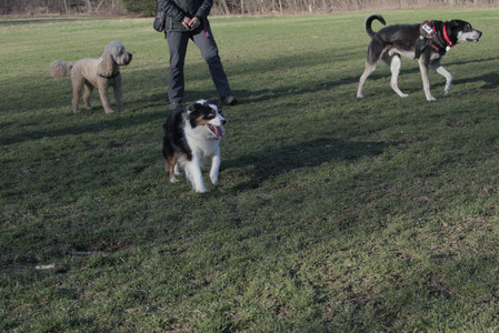 20250409_Dog Park_DSC_0109_.jpg