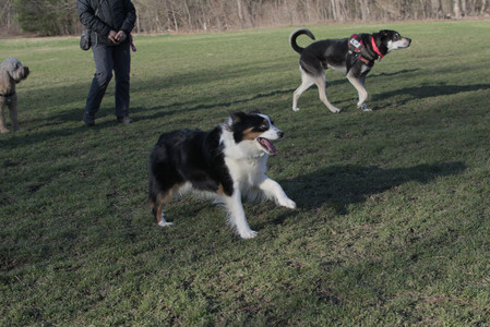 20250409_Dog Park_DSC_0110_.jpg