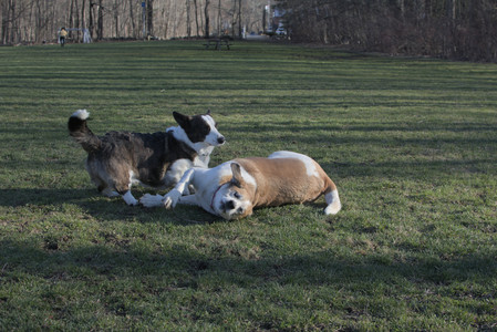 20250409_Dog Park_DSC_0115_.jpg