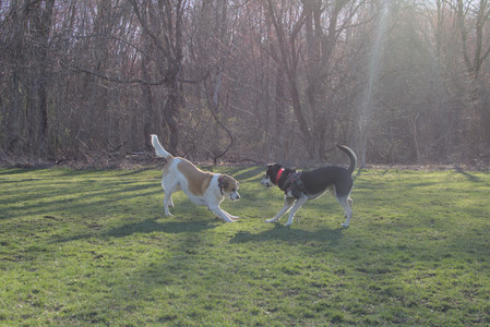 20250409_Dog Park_DSC_0118_.jpg
