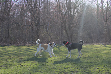 20250409_Dog Park_DSC_0119_.jpg