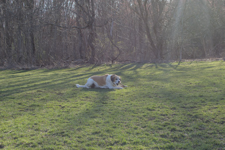 20250409_Dog Park_DSC_0121_.jpg