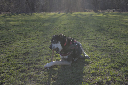 20250409_Dog Park_DSC_0125_.jpg