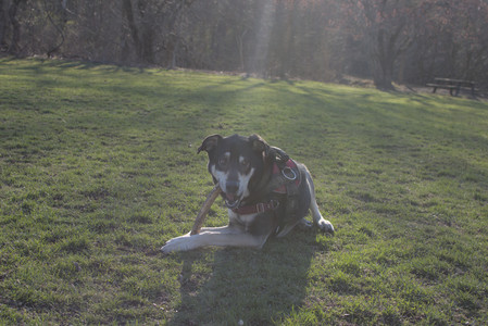 20250409_Dog Park_DSC_0127_.jpg