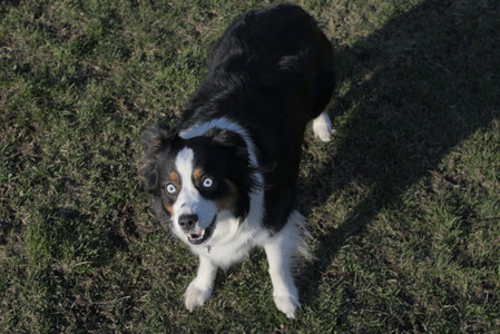 20250409_Dog Park_DSC_0140_.jpg