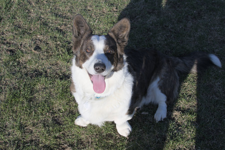 20250409_Dog Park_DSC_0147_.jpg