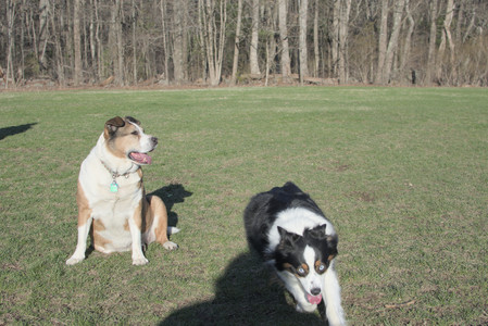 20250409_Dog Park_DSC_0154_.jpg