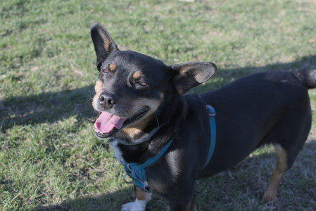 20250409_Dog Park_DSC_0162_.jpg