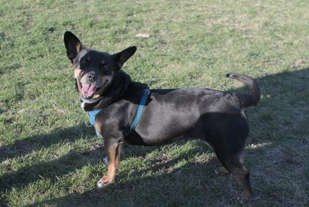 20250409_Dog Park_DSC_0164_.jpg