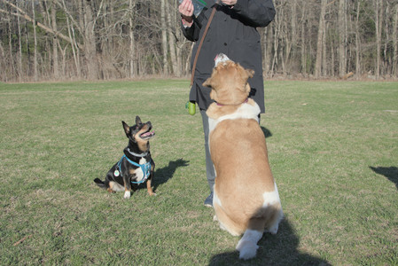 20250409_Dog Park_DSC_0168_.jpg