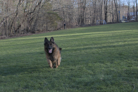 20250409_Dog Park_DSC_0184_.jpg