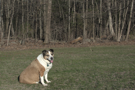 20250409_Dog Park_DSC_0190_.jpg