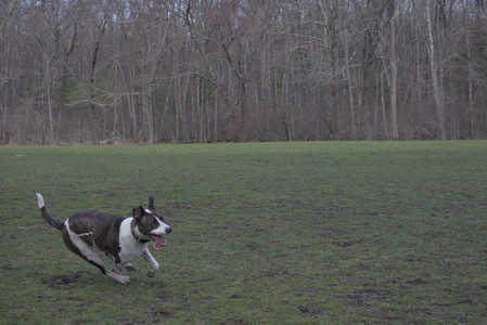 20250415_Cats and Dog park_DSC_0080_.jpg