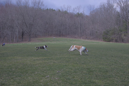 20250415_Cats and Dog park_DSC_0087_.jpg