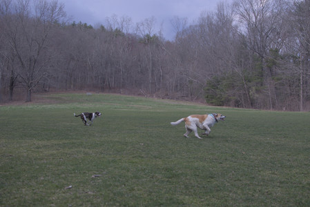 20250415_Cats and Dog park_DSC_0088_.jpg