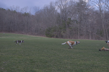 20250415_Cats and Dog park_DSC_0089_.jpg