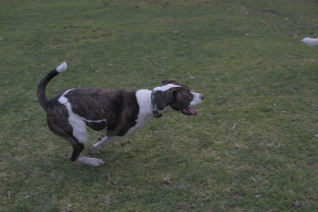 20250415_Cats and Dog park_DSC_0091_.jpg