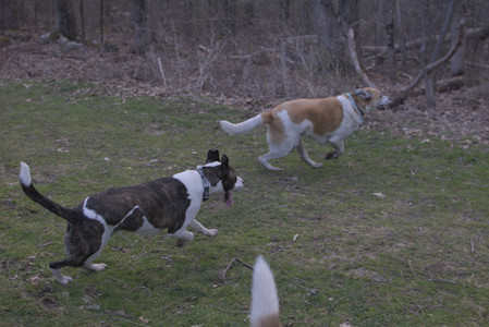 20250415_Cats and Dog park_DSC_0093_.jpg