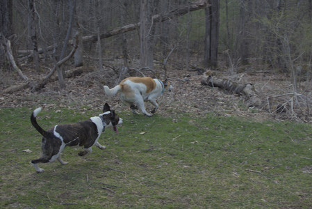 20250415_Cats and Dog park_DSC_0094_.jpg