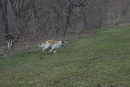 20250415_Cats and Dog park_DSC_0096_.jpg