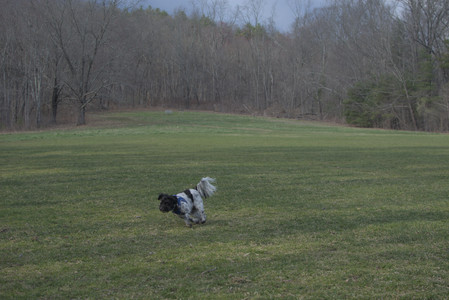 20250415_Cats and Dog park_DSC_0098_.jpg