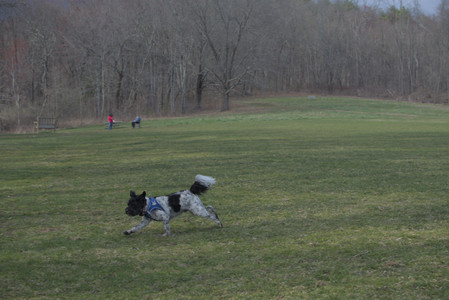 20250415_Cats and Dog park_DSC_0099_.jpg