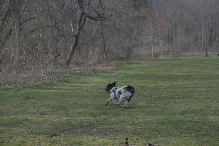20250415_Cats and Dog park_DSC_0100_.jpg