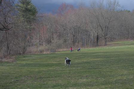 20250415_Cats and Dog park_DSC_0102_.jpg