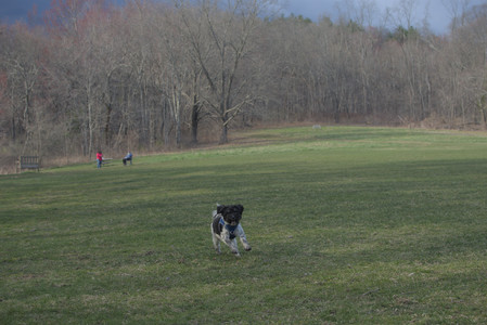 20250415_Cats and Dog park_DSC_0105_.jpg