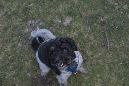 20250415_Cats and Dog park_DSC_0107_.jpg