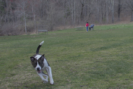 20250415_Cats and Dog park_DSC_0115_.jpg