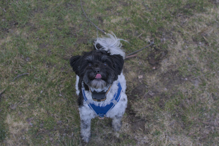 20250415_Cats and Dog park_DSC_0117_.jpg