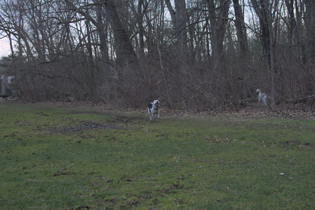 20250415_Cats and Dog park_DSC_0121_.jpg