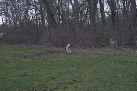 20250415_Cats and Dog park_DSC_0122_.jpg