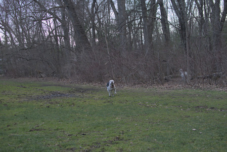 20250415_Cats and Dog park_DSC_0123_.jpg