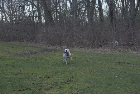 20250415_Cats and Dog park_DSC_0124_.jpg