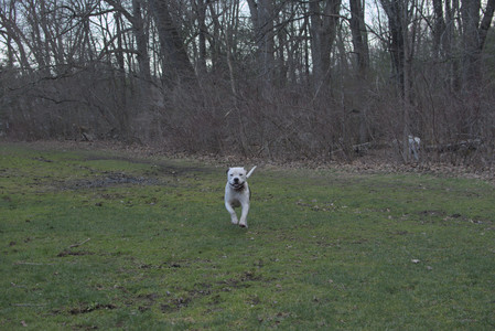 20250415_Cats and Dog park_DSC_0125_.jpg