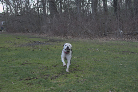 20250415_Cats and Dog park_DSC_0127_.jpg