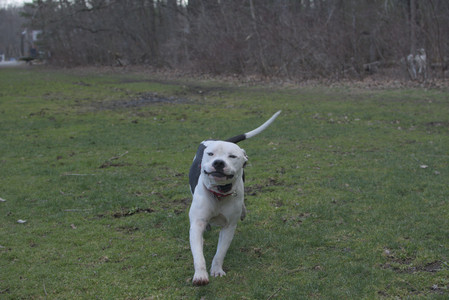 20250415_Cats and Dog park_DSC_0128_.jpg