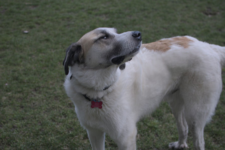 20250415_Cats and Dog park_DSC_0144_.jpg