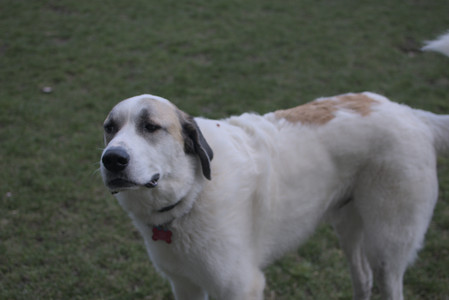 20250415_Cats and Dog park_DSC_0145_.jpg