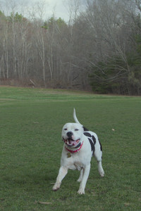 20250415_Cats and Dog park_DSC_0158_.jpg