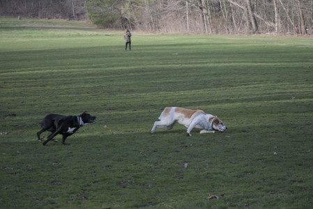 20250416_Dog Park with New Long Lens_DSC_0101_.jpg
