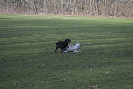 20250416_Dog Park with New Long Lens_DSC_0102_.jpg