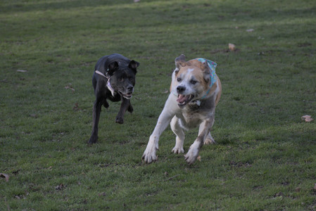 20250416_Dog Park with New Long Lens_DSC_0106_.jpg