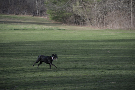 20250416_Dog Park with New Long Lens_DSC_0116_.jpg